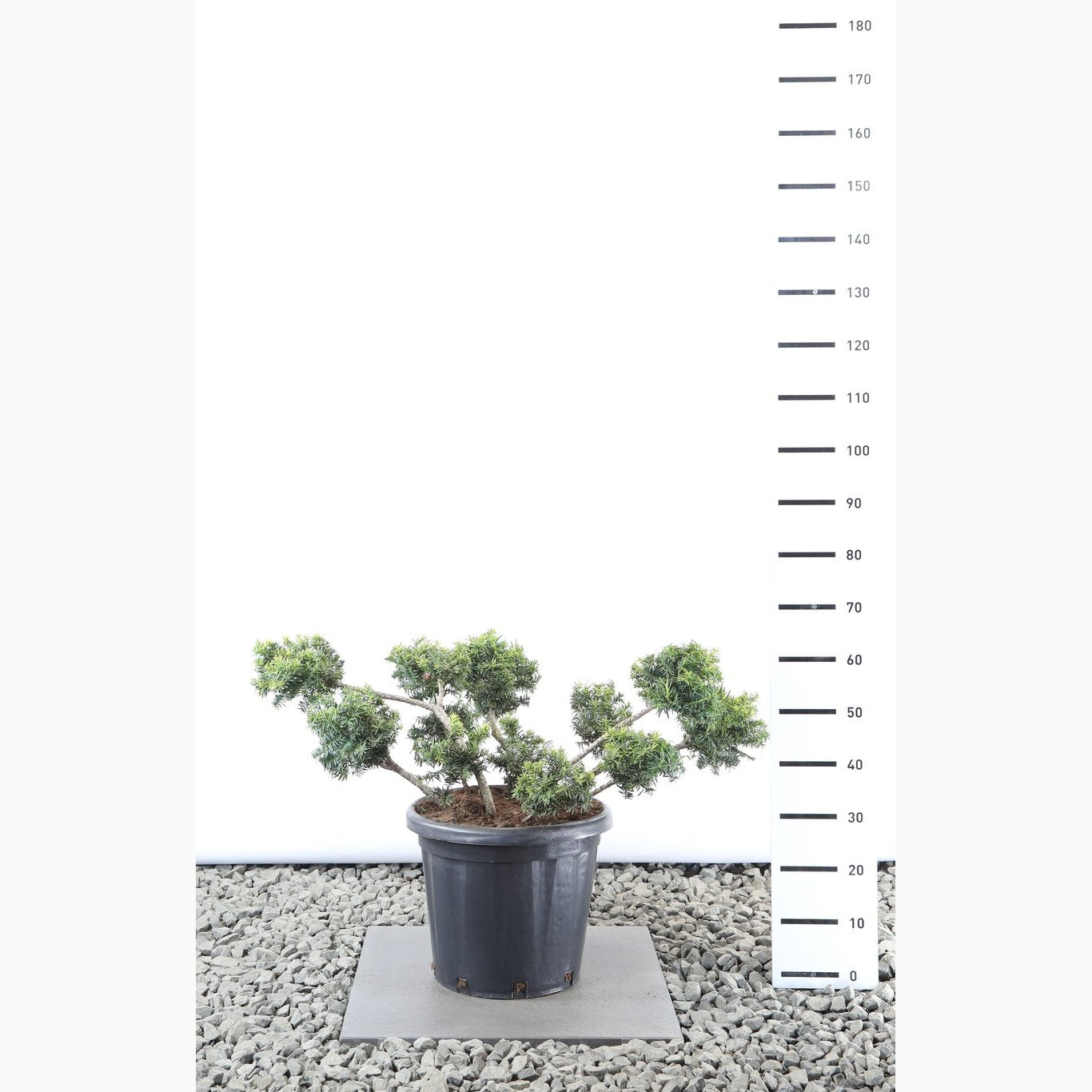 Idegran – Taxus baccata 'Summergold' - 80-100 CM PonPon EXTRA in Cont.